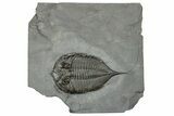 Dalmanites Trilobite Fossil - New York #241931-1